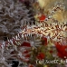 pipefish_ghost_ornate_dae_ni_h_0835_egy0978.jpg